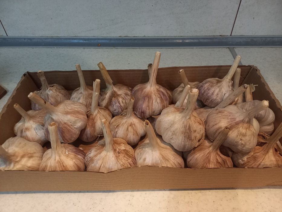 Продам чеснок домашний
