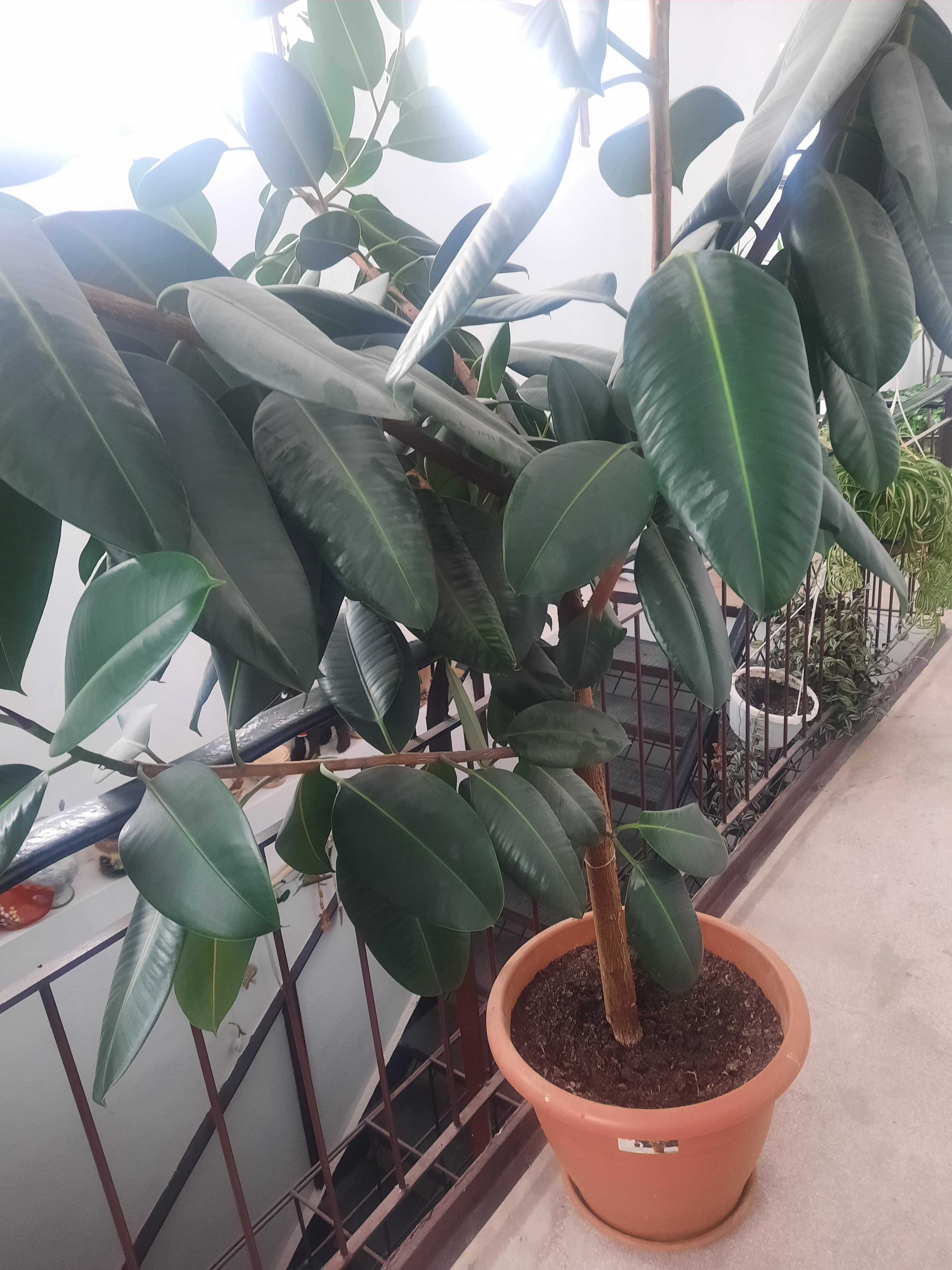 Ficus, 20 de ani, peste 3 m inaltime