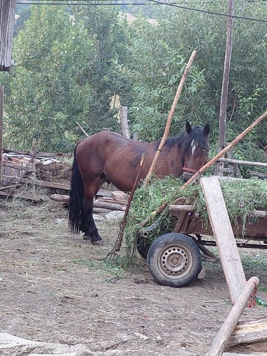 De vânzare sau schimb armăsar cu iapa