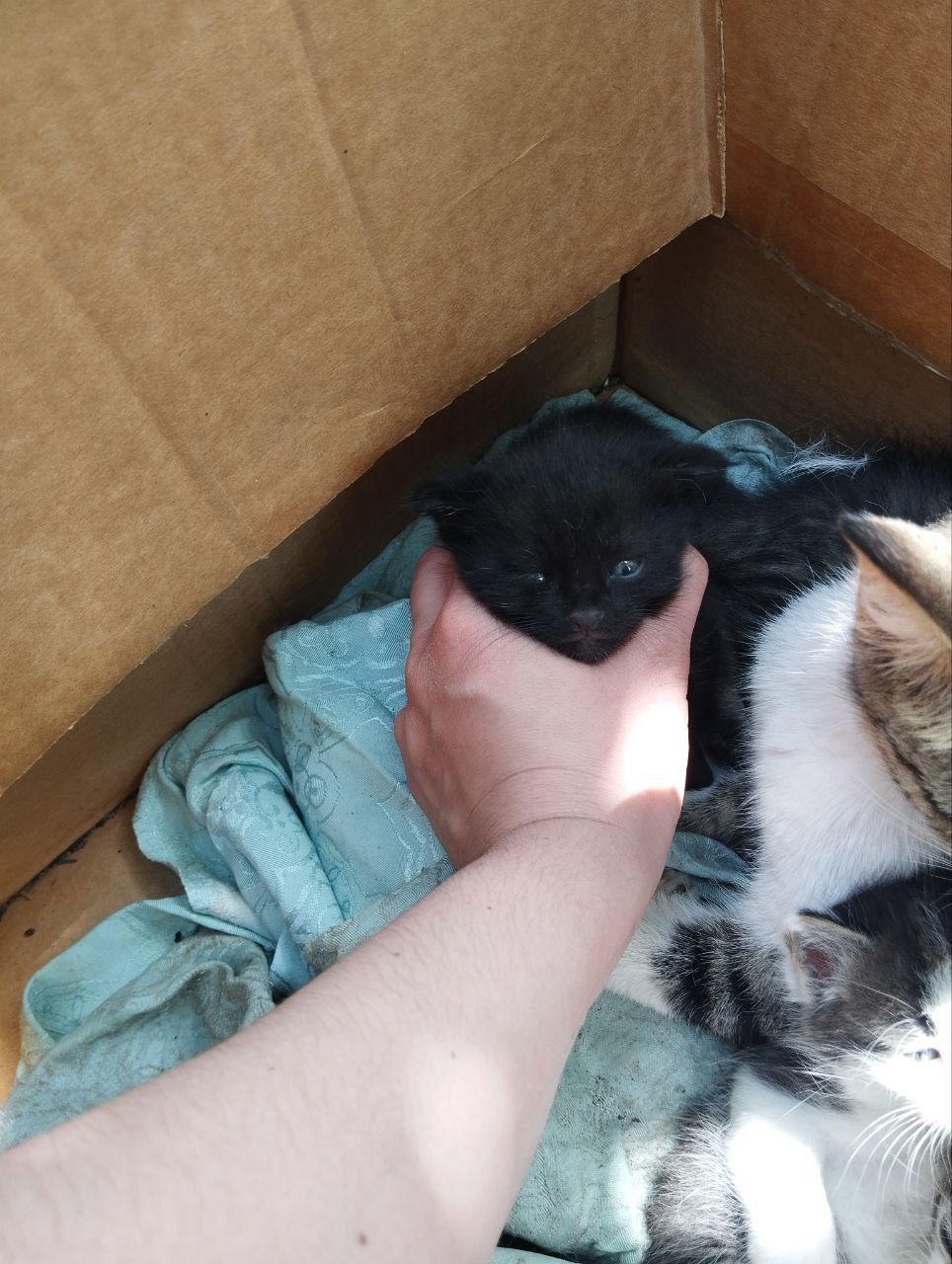 Котята отдам в добрые руки