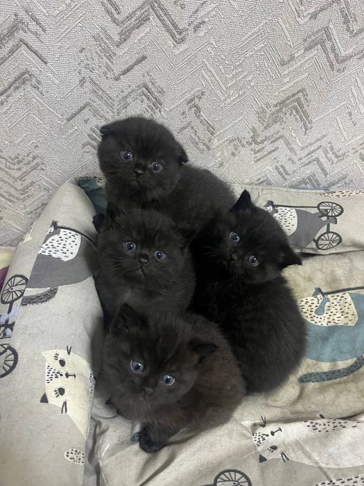 Скотиш страйт/фолд