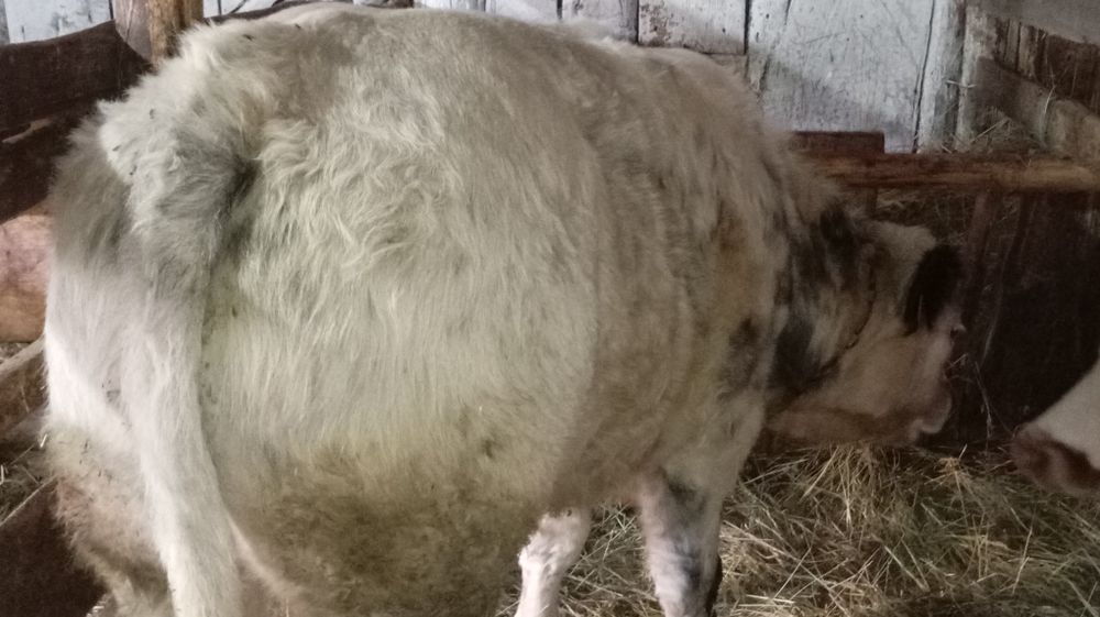 Vând tăuraș de 6 luni