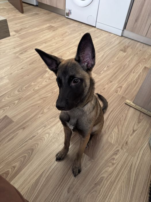 Белгийска овчарка кученца