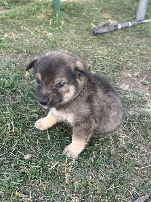 Donez cățeluși de talie mică de curte