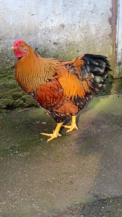 Cocoș wyandotte gsg