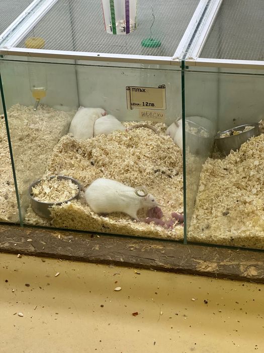 Бели плъхове мъжки и женски