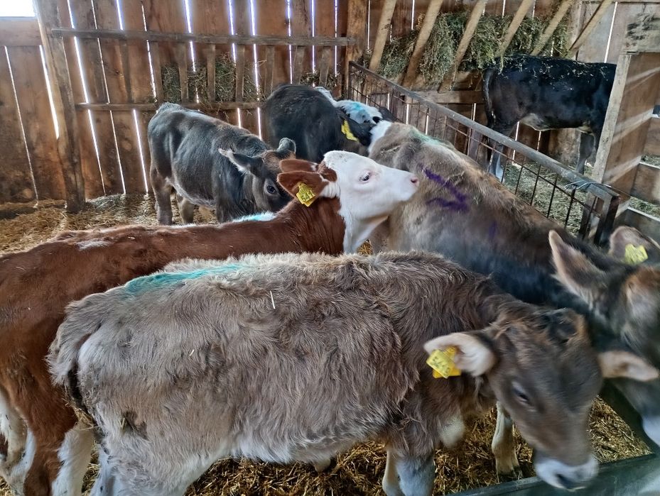 Viței de vânzare