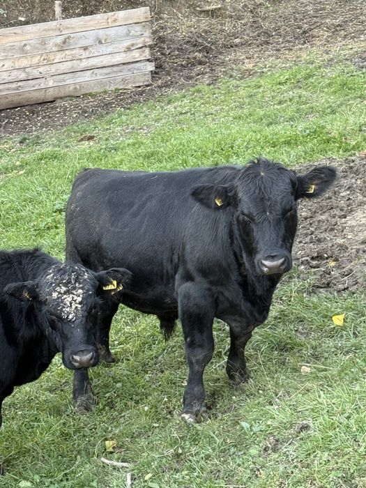 Vand 2 vitei angus