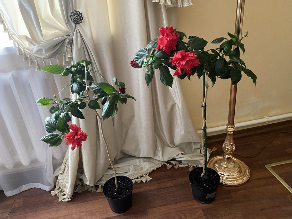 Продам Гибискус комнатный . Цена 10 000 т