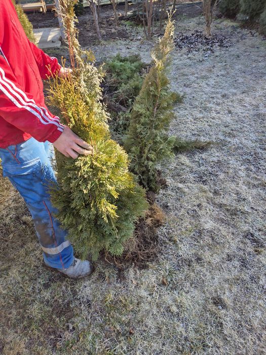 Servicii Gradinarit si Curatenie Outdoor (Exterior) Transport moloz