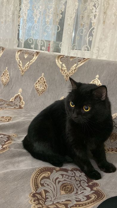 Отдам кота бесплатно