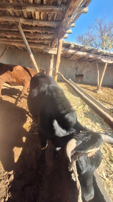 Buqalar 2 ta qora va qizil