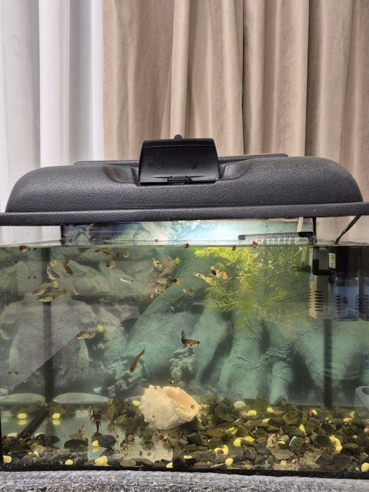 Продам  рыбок гуппи