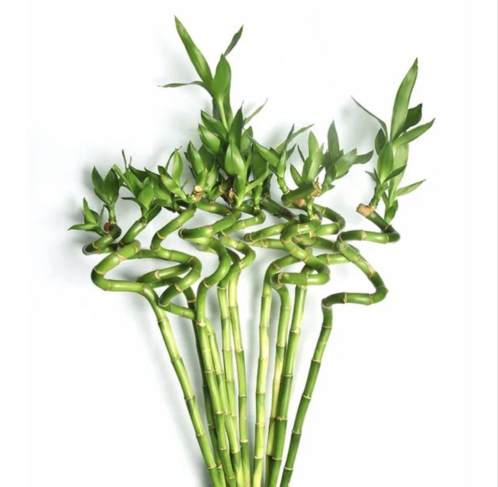 Бамбук символ счастья