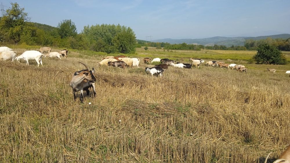 Dau la schimb capre pe berbecuți oacheș de ținut.