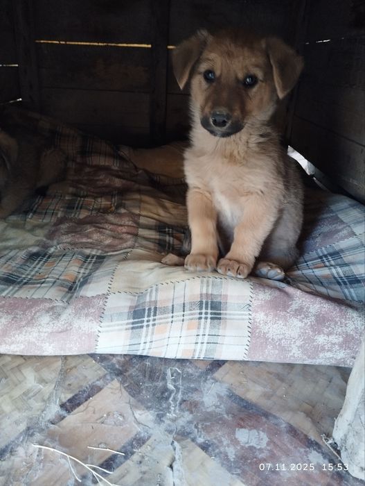 Добрые щенята очень