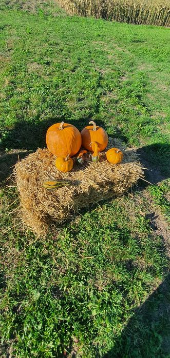 Dovleci , bostani , dovleci de Halloween , dovleac , baloti de paie