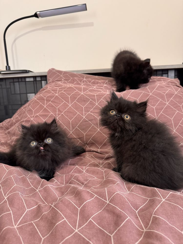 Персийски котенца, котета, котки