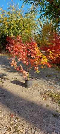 Artar Japonez (Acer Palmatum) la ghiveci, 100-150cm