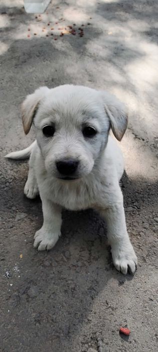 Отдам щенят девочек в добрые руки