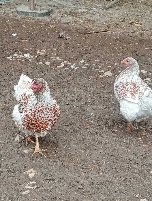Vând o familie de găini wyandotte splash