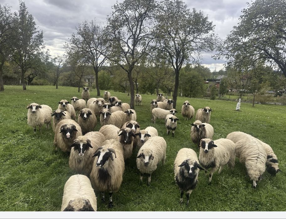 Vand oi breze tinere