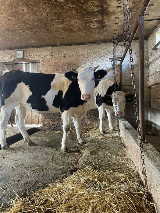 Vând vițele gemelare