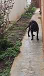 Donez Cane corso