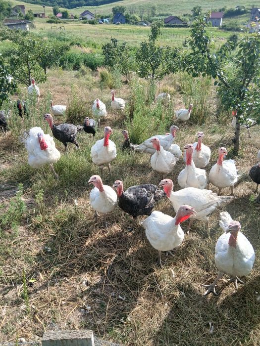 Pasari de curte de vanzare