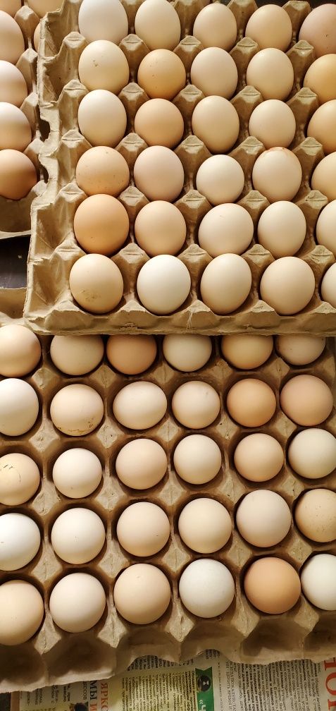 Инкубационное яйцо кур породы Адлеровская Серебристая