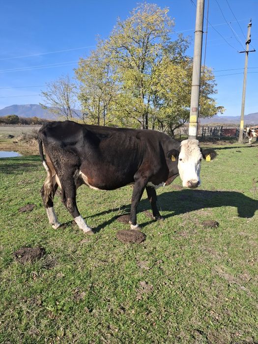 Vaca și vitea de vânzare