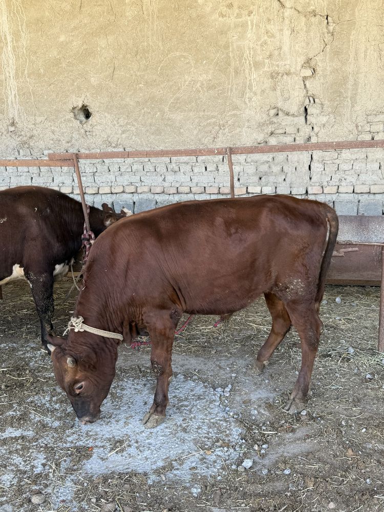 Buqala sotiladi ……