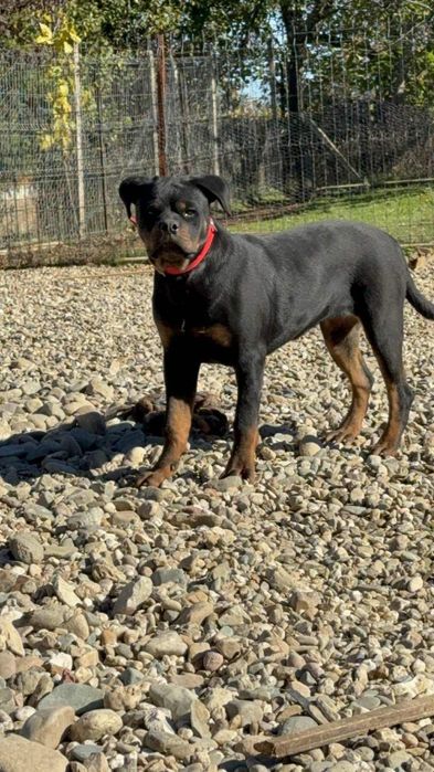 Продавам ротвайлери