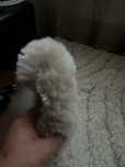 Covoare traverse Shaggy foarte groase