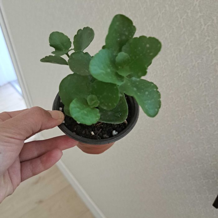 Каланхой цветут как на фото