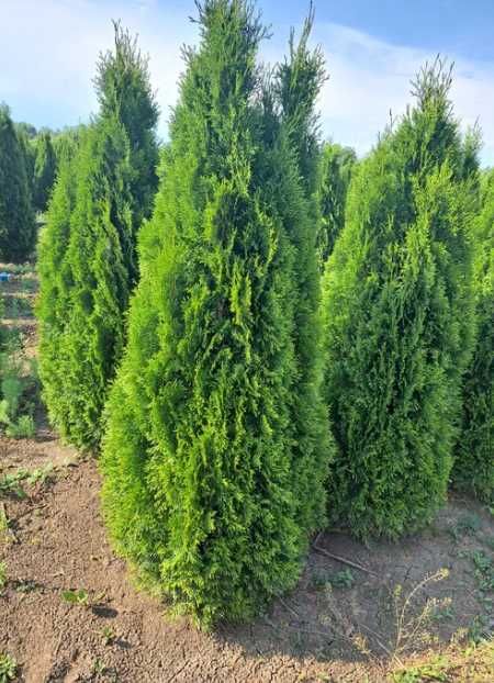 Plante Ornamentale Oriunde in tara!