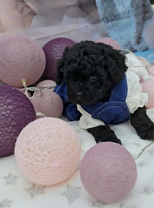 Мини пудел с родословие- 5 поколения назад