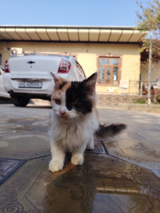 Уй Мушук сотилади