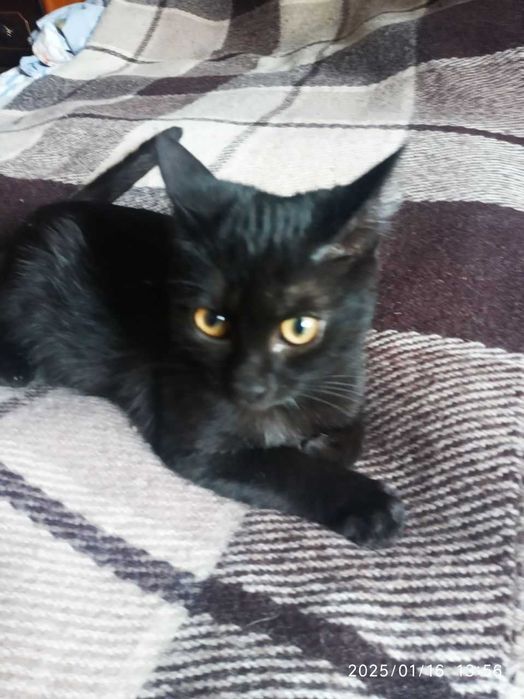 Котята в добрые руки.