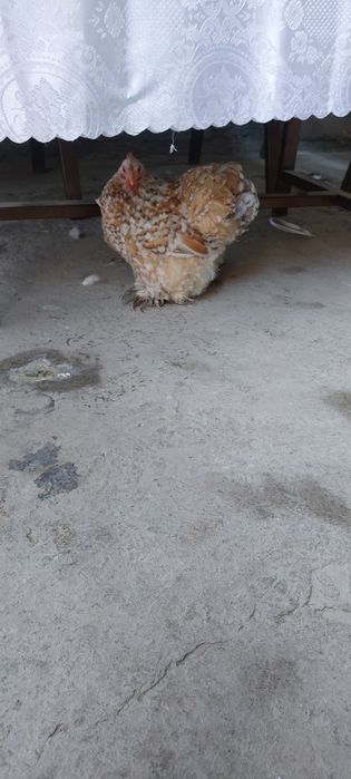 Товук сотилади срочна