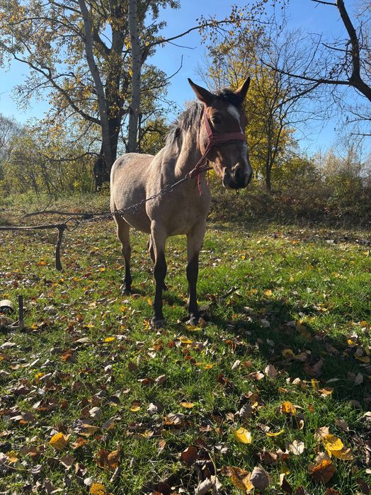 Vand 2 manze de 2 ani