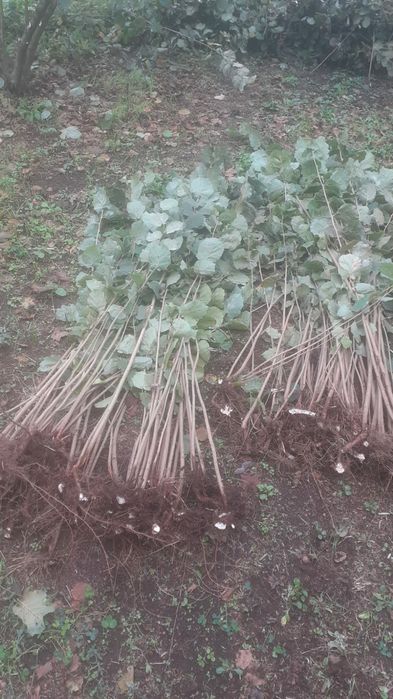 Puieti de alun . Marcote certificate