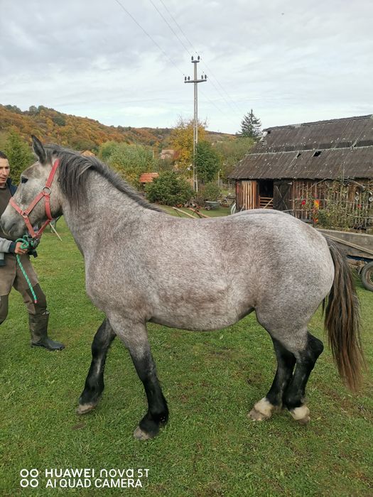 Vand manza sura de 1 an jumate