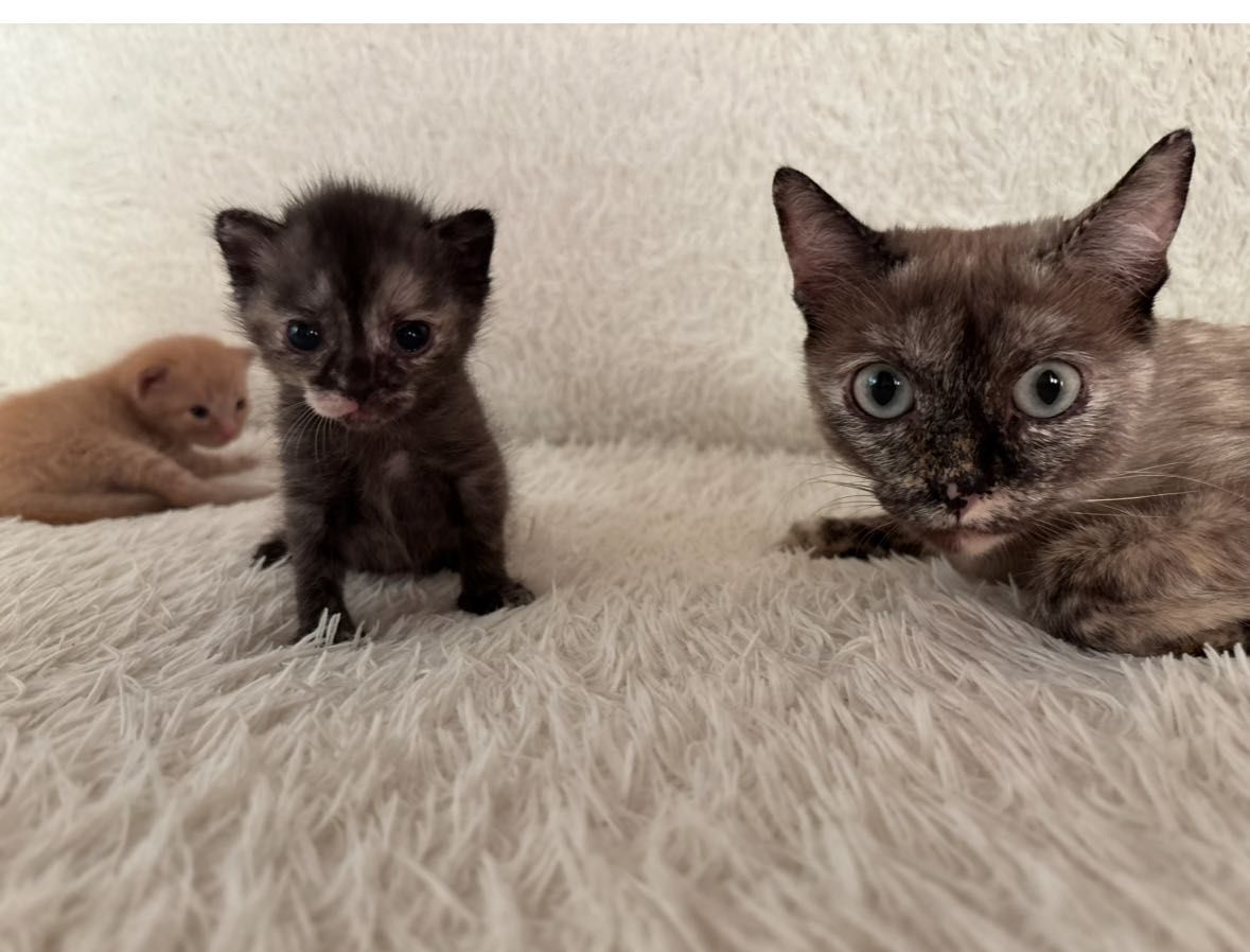 Отдам котёнка девочку