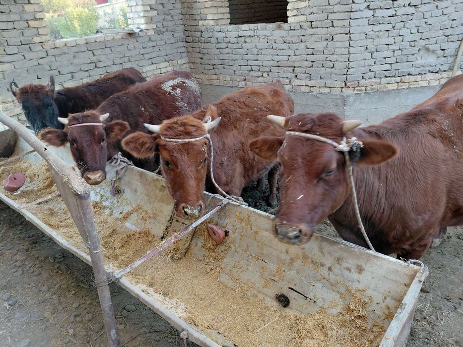 Gunochinlar sotiladi tez srochna