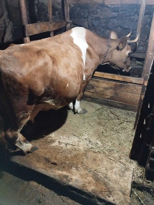 Млечни крави порода жарсе