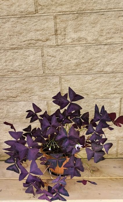 Продаю комнатные цветы,от 700тг. ВСЕ ВОПРОСЫ НА ВАТСАП