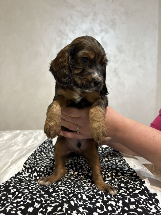 Кокер-Спингер Шпаньол