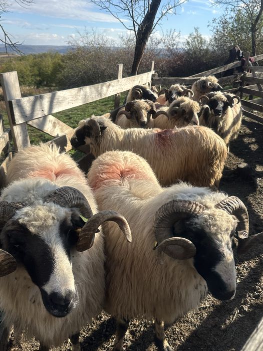 Disponibil 9 berbeci la un pret bun