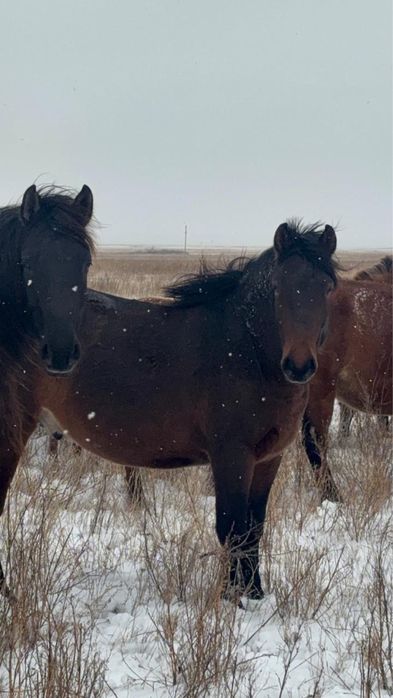 Жабагылар сатылады